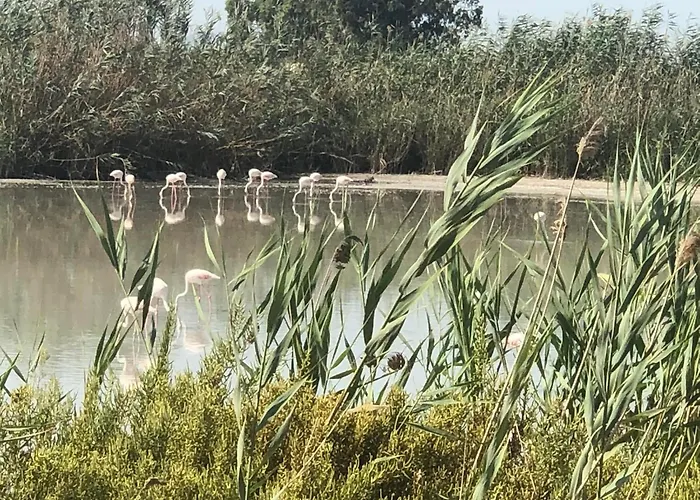 Casa Castor דירה Catral